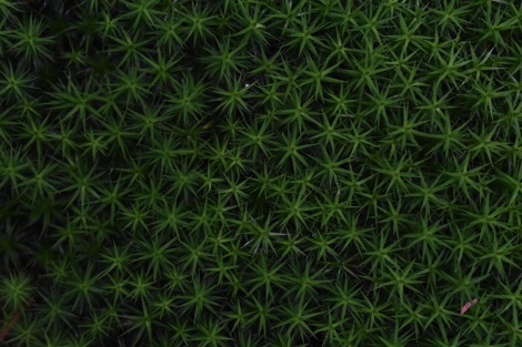 Lille Vildmose sphagnum moss
